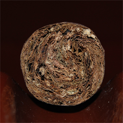 Nub Maduro - 2